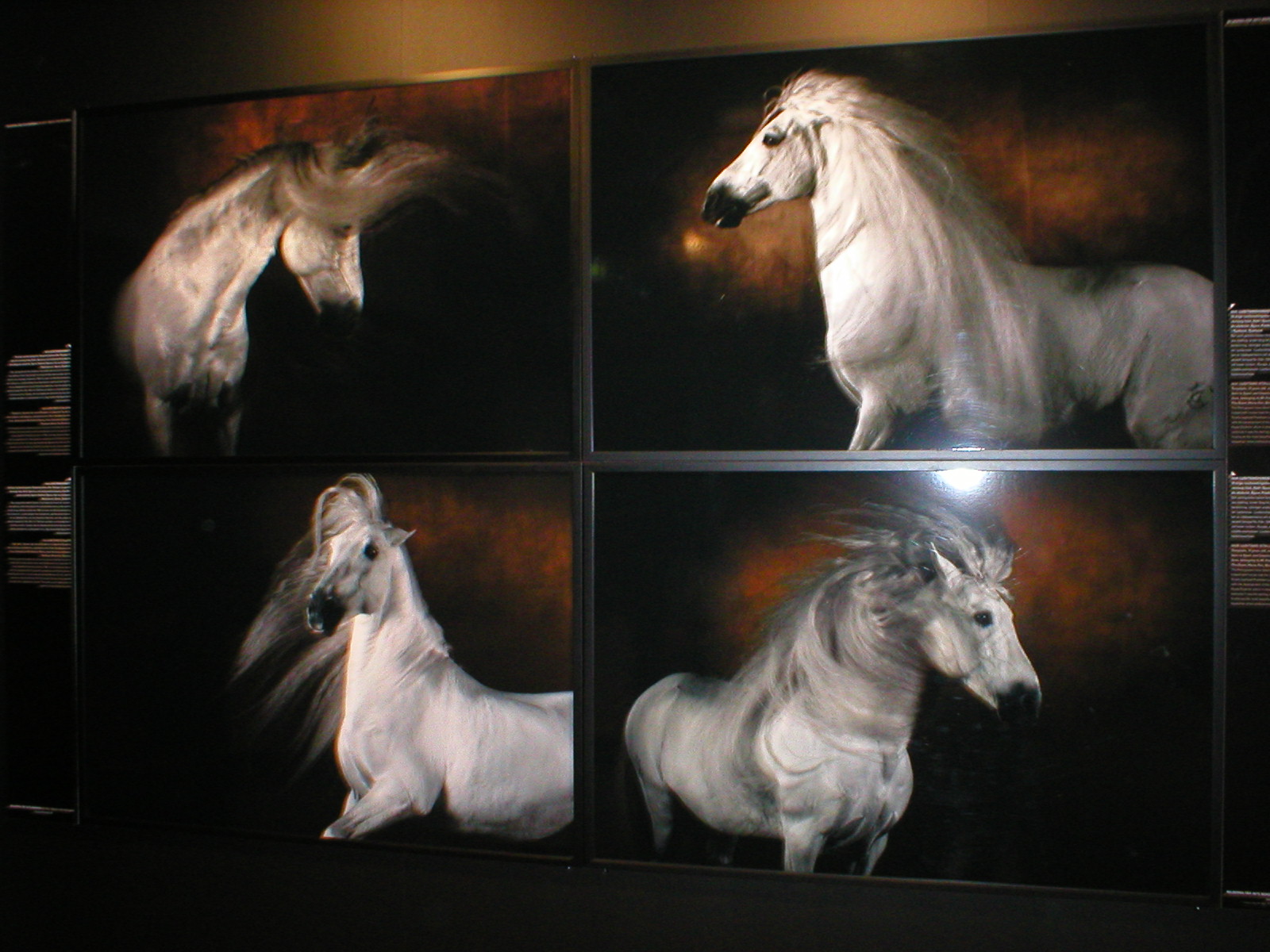 horses.jpg